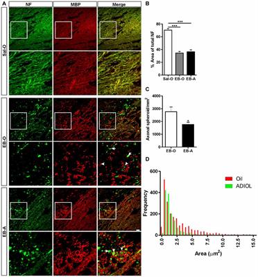 Androstenediol Reduces Demyelination-Induced Axonopathy in the Rat Corpus Callosum: Impact on Microglial Polarization